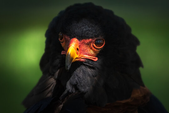 Closeup of head of wild bird Bateleur or Terathopius ecaudatus with black plumage and red facial skin against blurred green nature background