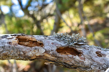 Close-up shot of dry tree with moss on beautiful background