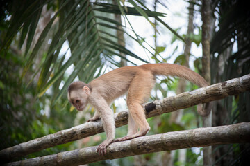 simio, monkey, amazonas