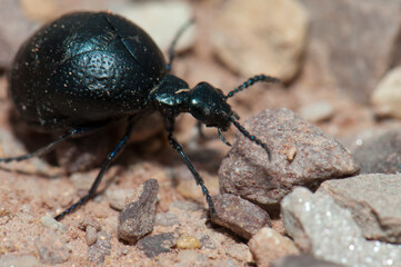 Oil beetle Meloe sp. Gallocanta Lagoon Natural Reserve. Aragon. Spain.