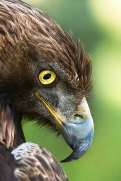 Red-tailed hawk or Buteo jamaicensis raptor bird standing in blurred background in nature