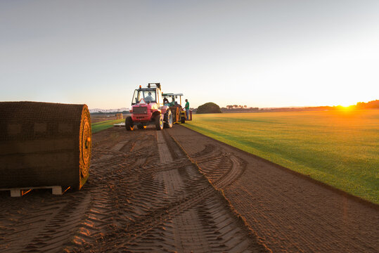 Group of people driving industrial vehicle and laying turf roll on ground during sunset