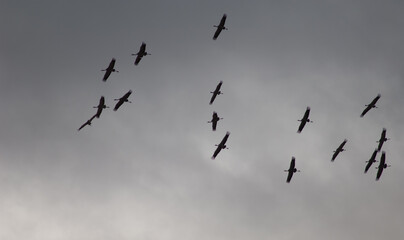 Common cranes Grus grus in flight. Gallocanta Lagoon Natural Reserve. Aragon. Spain.