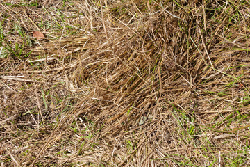 Dry yellow grass
