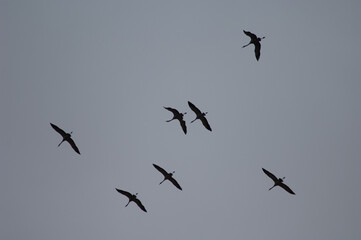 Common cranes Grus grus in flight. Gallocanta Lagoon Natural Reserve. Aragon. Spain.