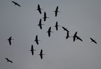 Common cranes Grus grus in flight. Gallocanta Lagoon Natural Reserve. Aragon. Spain.