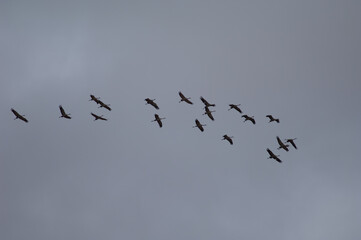 Common cranes Grus grus in flight. Gallocanta Lagoon Natural Reserve. Aragon. Spain.