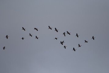 Common cranes Grus grus in flight. Gallocanta Lagoon Natural Reserve. Aragon. Spain.