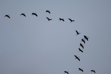 Common cranes Grus grus in flight. Gallocanta Lagoon Natural Reserve. Aragon. Spain.