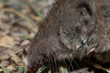 Dead greater white-toothed shrew Crocidura russula. Gallocanta Lagoon Natural Reserve. Aragon. Spain.