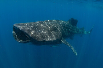 Fototapeta premium Whale Shark swimming in Mexico