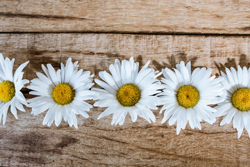 Obraz premium flowers white fortified symmetrically on a wooden table, chamomile