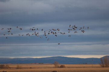 Common cranes Grus grus in flight. Gallocanta Lagoon Natural Reserve. Aragon. Spain.