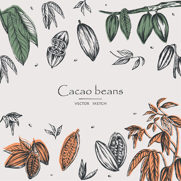 Sketched hand drawn cacao beans, cacao tree leafs and branches. Chalk style vector illustration