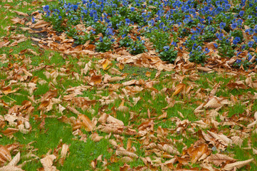 Violets Viola sp. and fallen leaves in the Cervantes Square. Huesca. Aragon. Spain.