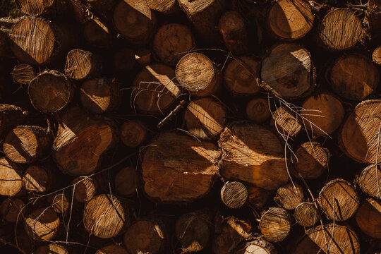 Pile of timber trunks stacked in forest during sunny day in Biscay