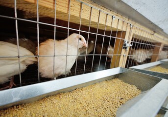 adult white quail in an aviary eating food and drinking water on a poultry farm close up © Evgeniy Kalinovskiy
