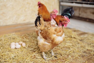 Transylvanian bare-necked chicken on the background of a chicken coop, hay and eggs on a