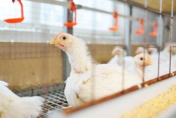 Poultry farm, raising broiler chickens. Adult chickens sit in cages and eat compound feed