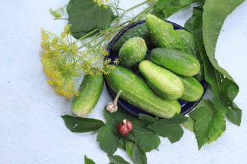 Cucumbers and ingredients for pickling them, healthy and natural food concept. Cucumbers, dill, garlic, currant leaves, cherries, horseradish and basil.