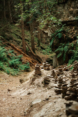 mysterious path trail with roots and fallen tree leading through the forest.