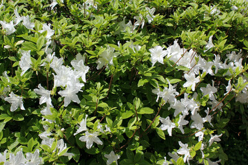close-up royal azalea blossoms . white  royal azalea blossoms . 