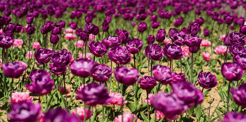 Happy mothers day. Womens day concept. Spring season. Pleasant aroma. Gorgeous bloom. Gadrening concept. Grow flowers garden. Spring holidays. Spring backdrop. Tulips field. Purple tulips blooming