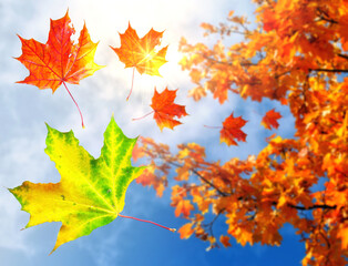 Fototapeta na wymiar Pattern out of autumn maple tree leaves