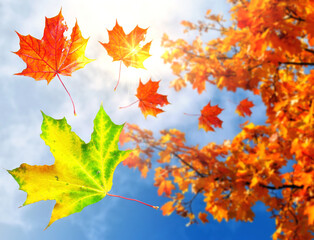Pattern out of autumn maple tree leaves