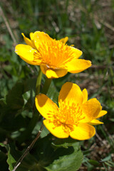 Blüte einer gelben Blume