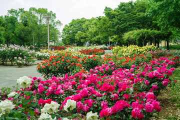 バラの咲く公園の風景・尼崎市立農業公園