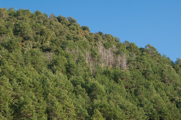 Forest in the Vio valley in the Pyrenees. Huesca. Aragon. Spain.