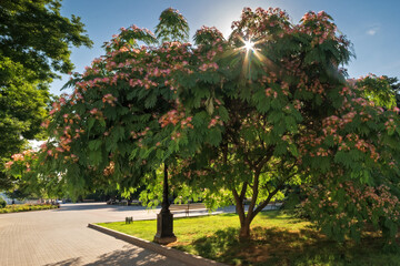 Albizia julibrissin blooms in Sevastopol with fluffy bright pink flowers. Primorsky Boulevard in Sevastopol, Crimea.