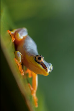 From above closeup of small arum frog or Horstock reed frog with bright orange feet sitting on green leaf