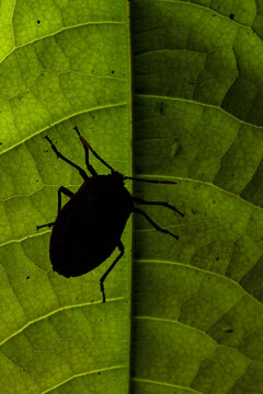 Closeup of black shield bug or stink bug sitting on green plant in nature