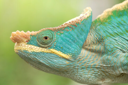 Side view closeup of amazing chameleon on green background. Calumma parsonii