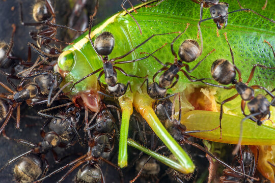 Closeup of group of ants eating or moving dead big green cricket in nature