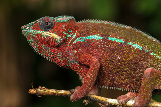 Side view closeup of amazing chameleon sitting on twig on green background. Furcifer pardalis