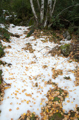 Trail in the Ordesa and Monte Perdido National Park. Pyrenees. Huesca. Aragon. Spain.
