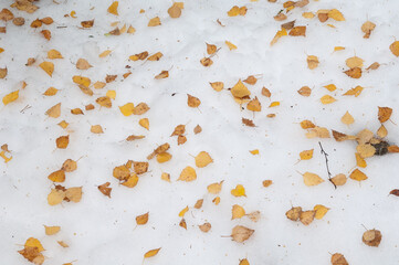 Fallen leaves of black poplar Populus nigra on the snow. Ordesa and Monte Perdido National Park. Pyrenees. Huesca. Aragon. Spain.