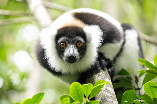 Nice lemur among the leaves of the tree