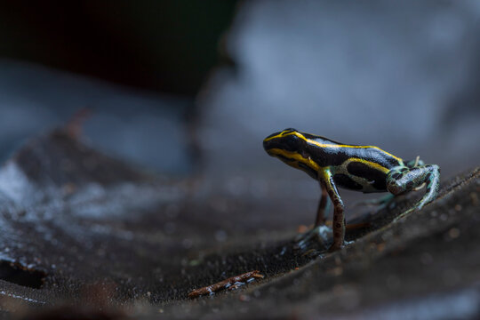 Closeup of small reticulated poison frog or Ranitomeya ventrimaculata with yellow lines on back native to South America sitting in nature