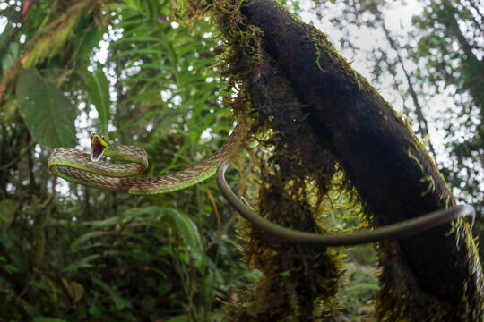 Low angle of Ahaetulla nasuta hissing angrily while hanging from mossy tree in woods