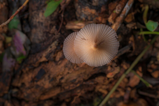 From above of small saprotrophic mushrooms Parasola plicatilis with plicate cap growing in forest