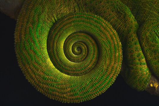 Closeup side view of the tail of a green chameleon collected in a spiral shape. Calumma oushaughessyi