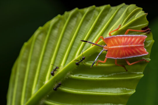 Closeup of bright stink bug sitting on green leaf with ants in forest