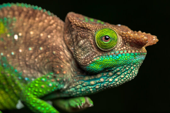 Side view closeup of amazing chameleon on black background. Calumma oushaughessyi