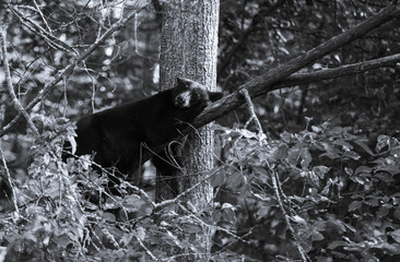 Bear on tree