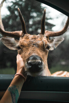 Anonymous female stroking male chital deer with antlers while sitting in car and traveling around woods