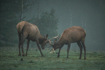 Wild male deer standing on green meadow in woods and fighting with antlers during foggy morning